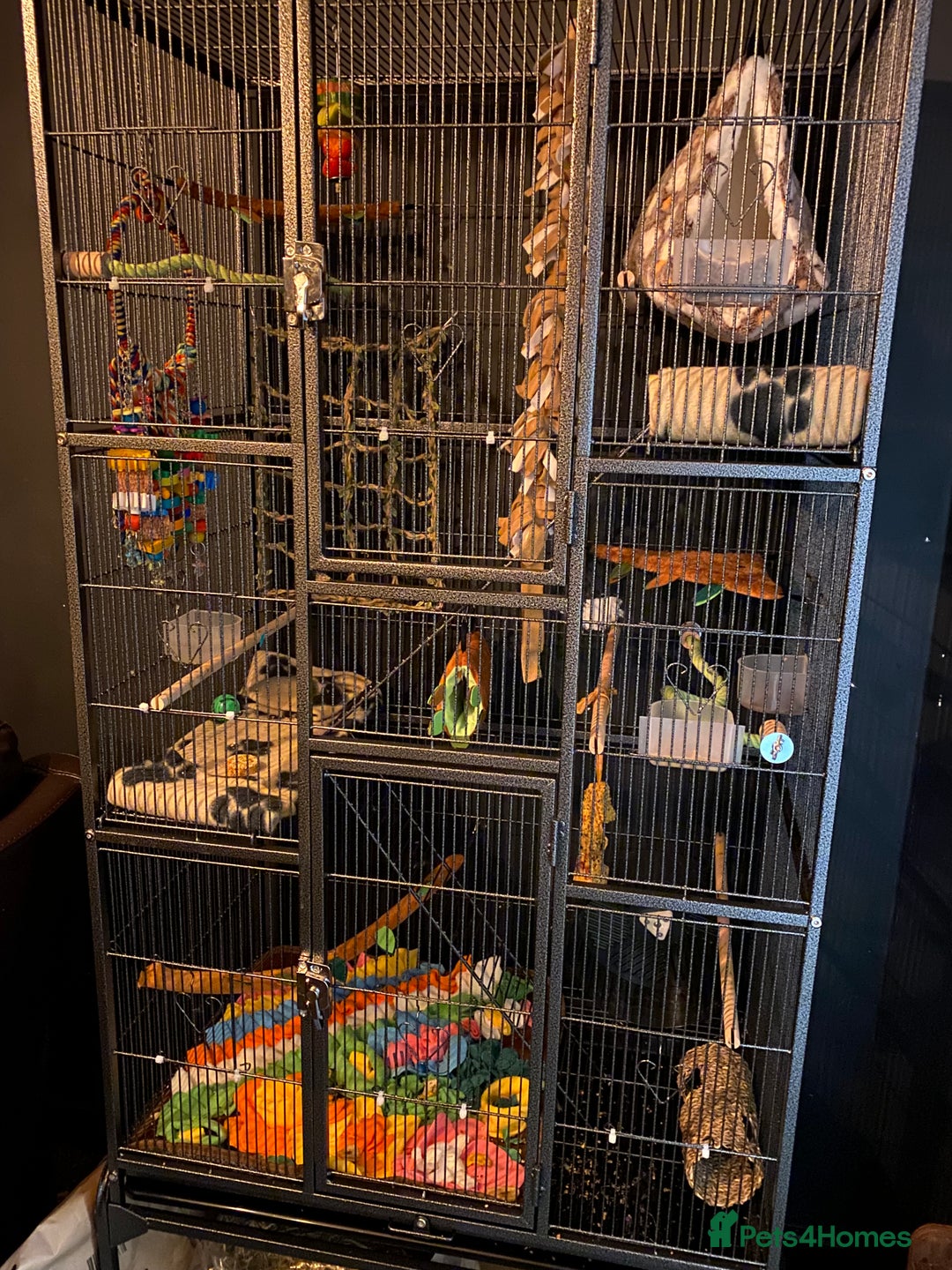 Sugar Glider rodents for sale: 2 male sugar gliders  - Advert 10