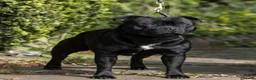 Staffordshire Bull Terrier dogs for sale: Valglo Sired, KC Reg, BVA Eye Tested, HC L2 Clear - Advert 16