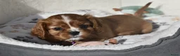 Cavalier King Charles Spaniel dogs for sale: FULLY HEALTH TESTED KC CAVALIERS PUPPIES - Advert 16