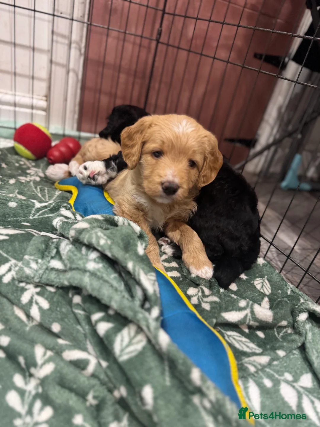 Mixed Breed dogs for sale: Double Doodle X Border Collie puppies - Advert 7