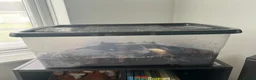 Snails invertebrates for sale: Giant African Land Snail and Tank/heater - Advert 2