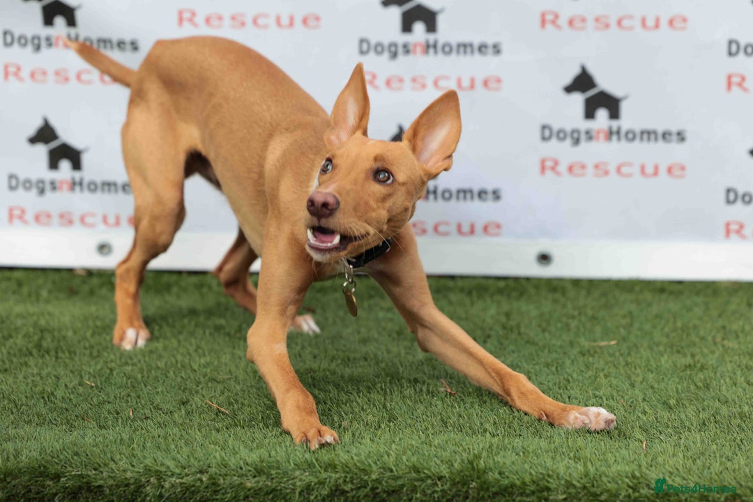 Mixed Breed dogs for adoption: Fabulous Flynn - Image 8