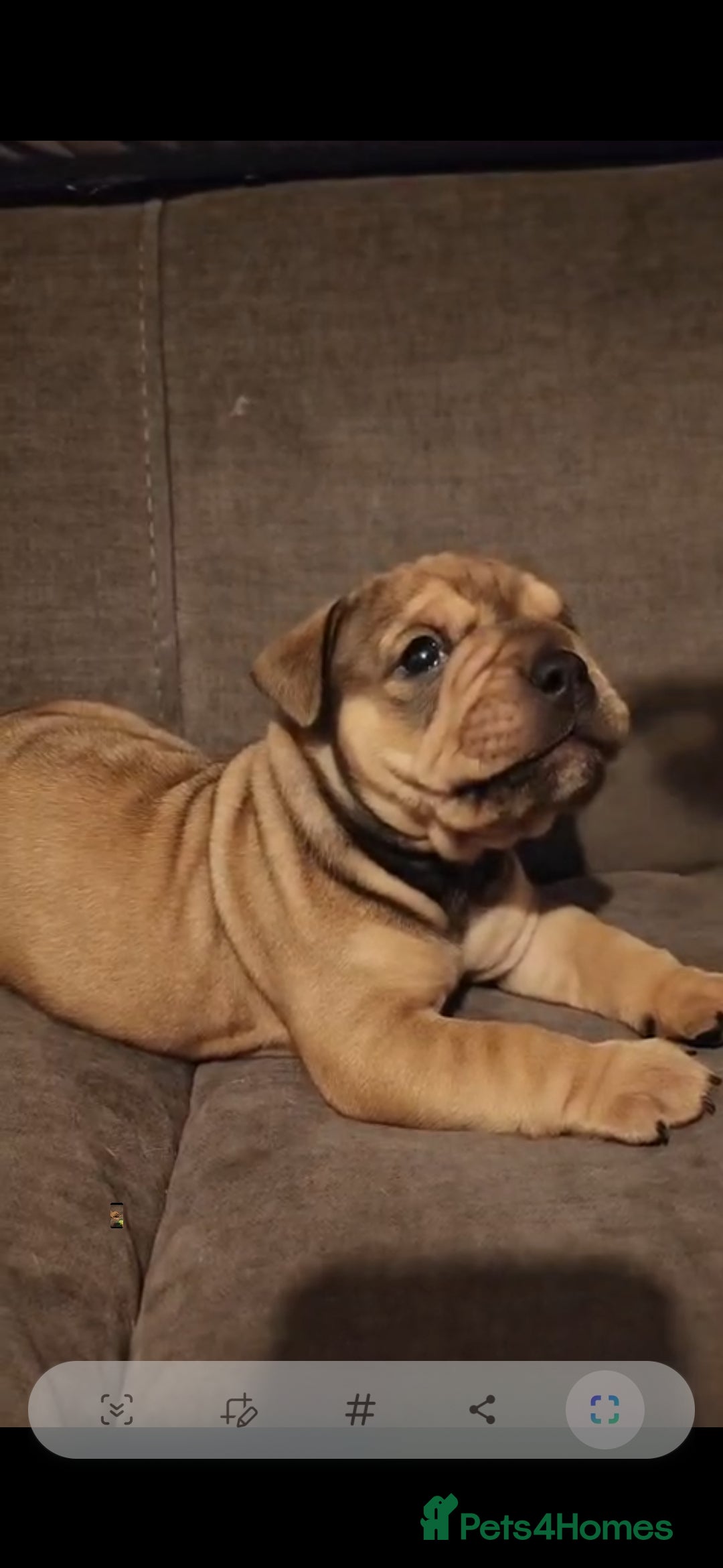 Mixed Breed dogs for sale: New england bulldogs  - Advert 13