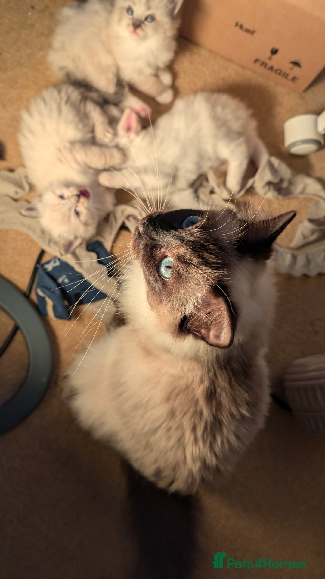 Ragdoll cats for sale: Beautiful Playful Ragdoll Kittens - Advert 10