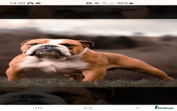 English Bulldog dogs for sale: 💙💗 exceptional English bulldog puppies 💗 💙  - Image 17