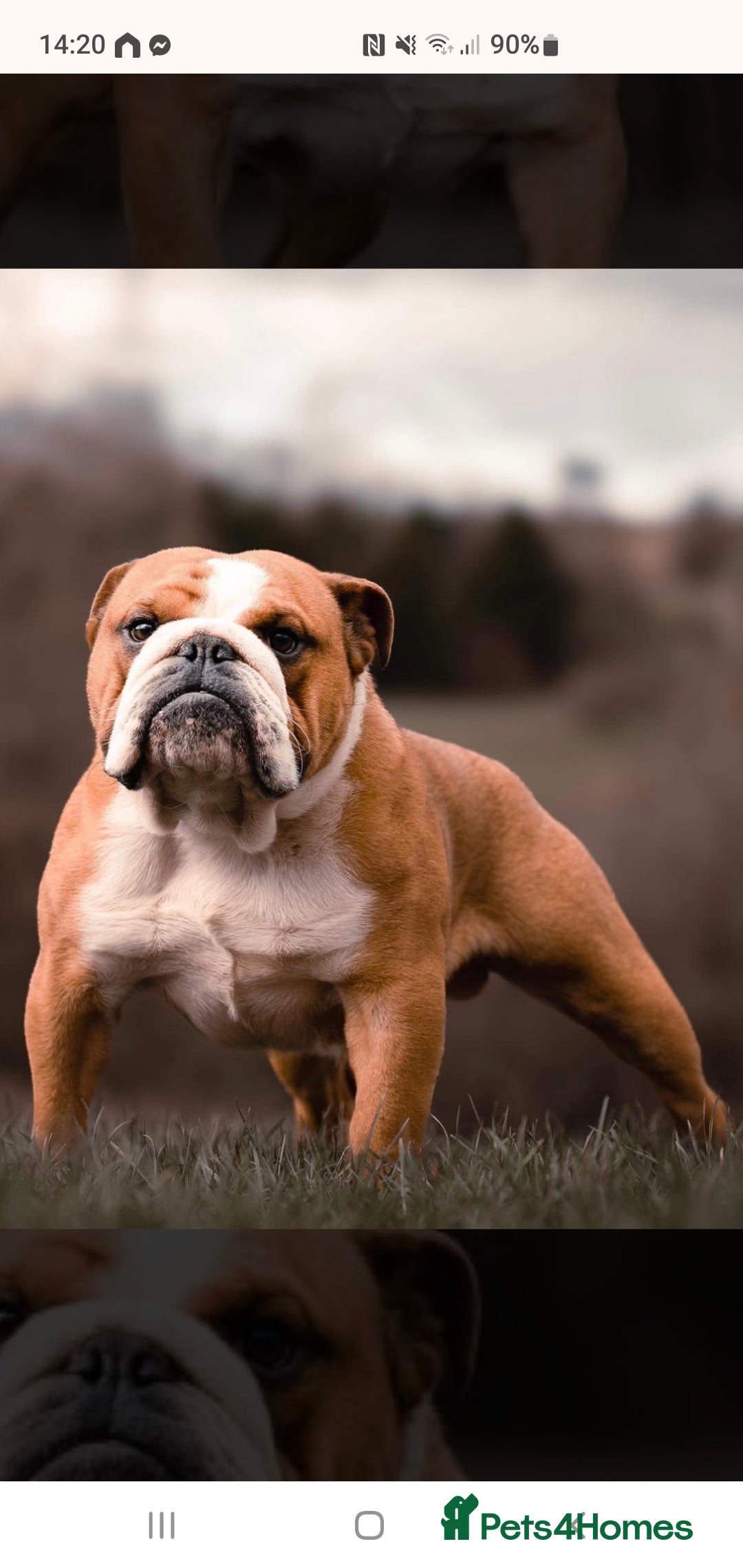 English Bulldog dogs for sale: 💙💗 exceptional English bulldog puppies 💗 💙  - Image 17