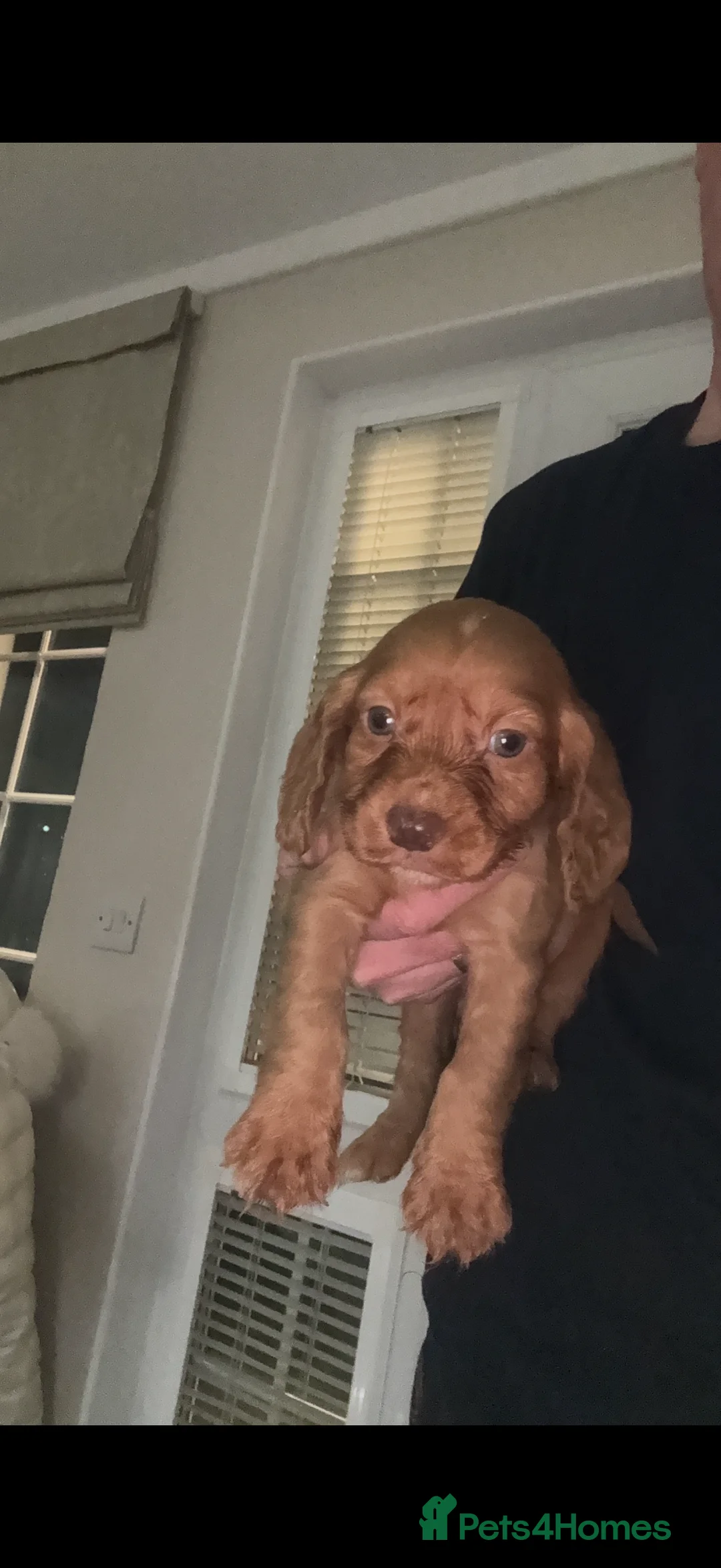 Cocker Spaniel dogs for sale: Cocker spaniel puppy - Advert 3