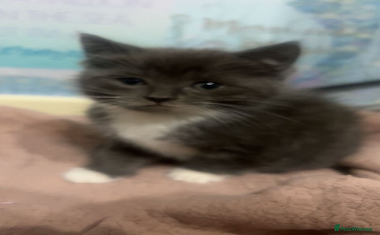Mixed Breed cats - Advert 16