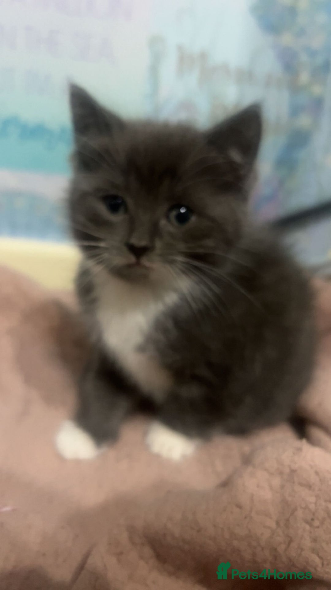 Mixed Breed cats for sale: 3 kittens for sale  - Image 1