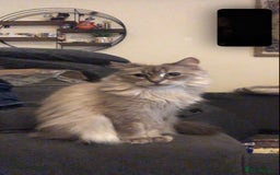 Ragdoll cats for sale: Two Ragdolls. Mom and Son. Ready for new home. - Image 6