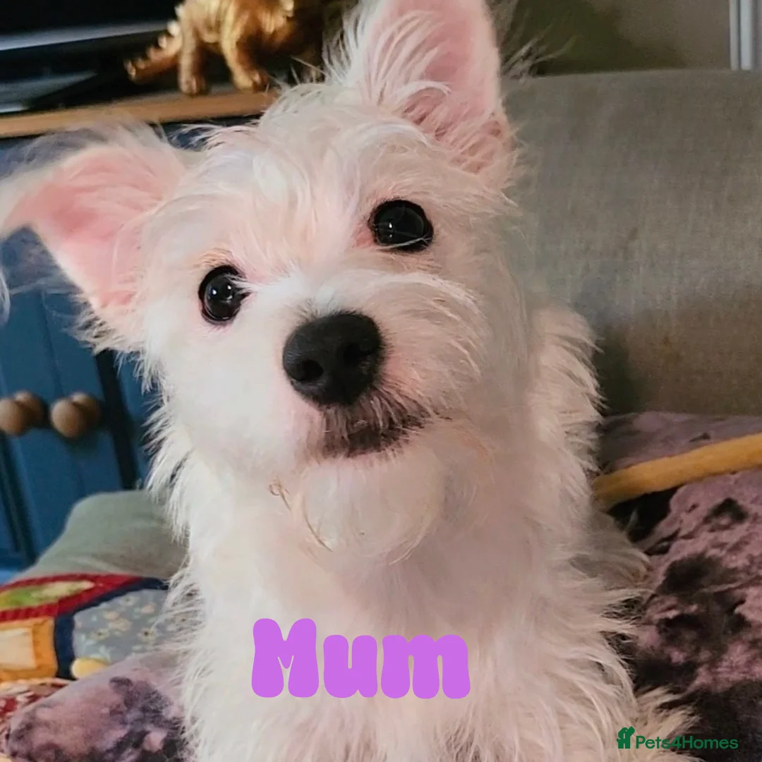 Mixed Breed dogs for sale: Gorgeous Pom Cross Babies  - Advert 2