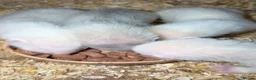 Ferret rodents for sale: 3 albino hobs  in Leeds - Advert 3