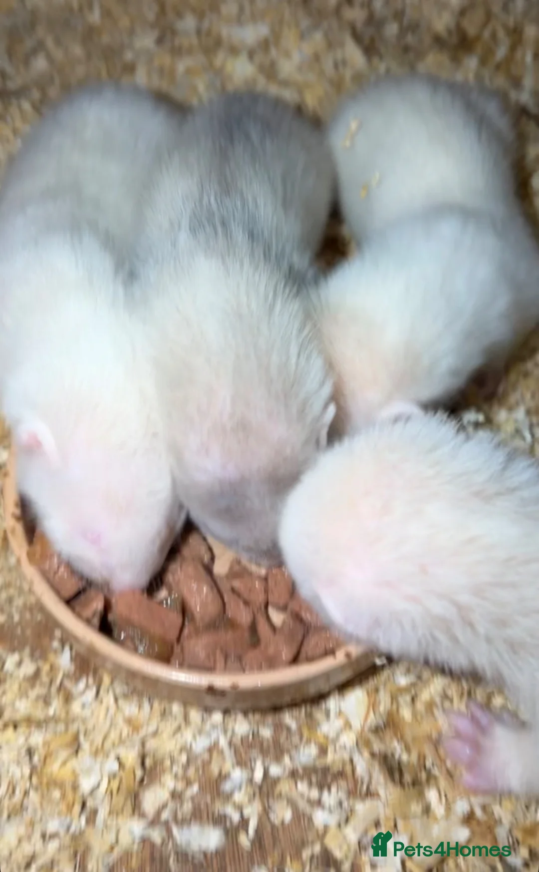 Ferret rodents for sale: 3 albino hobs  in Leeds - Advert 3