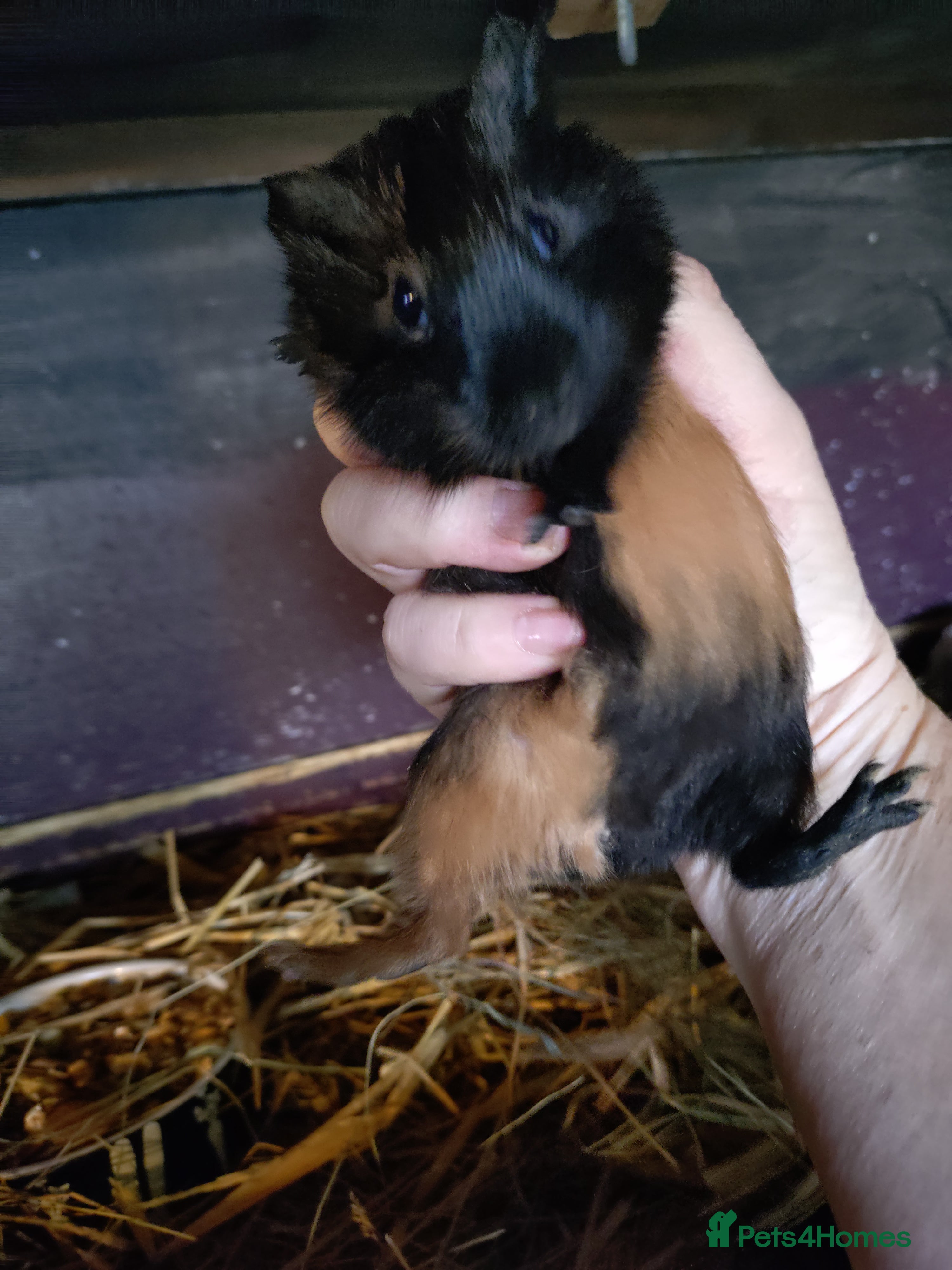 Guinea Pig rodents Baby guinea pig males and females  - Advert 2