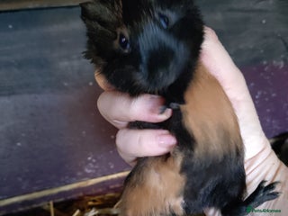 Guinea Pig rodents Baby guinea pig males and females - Advert 1