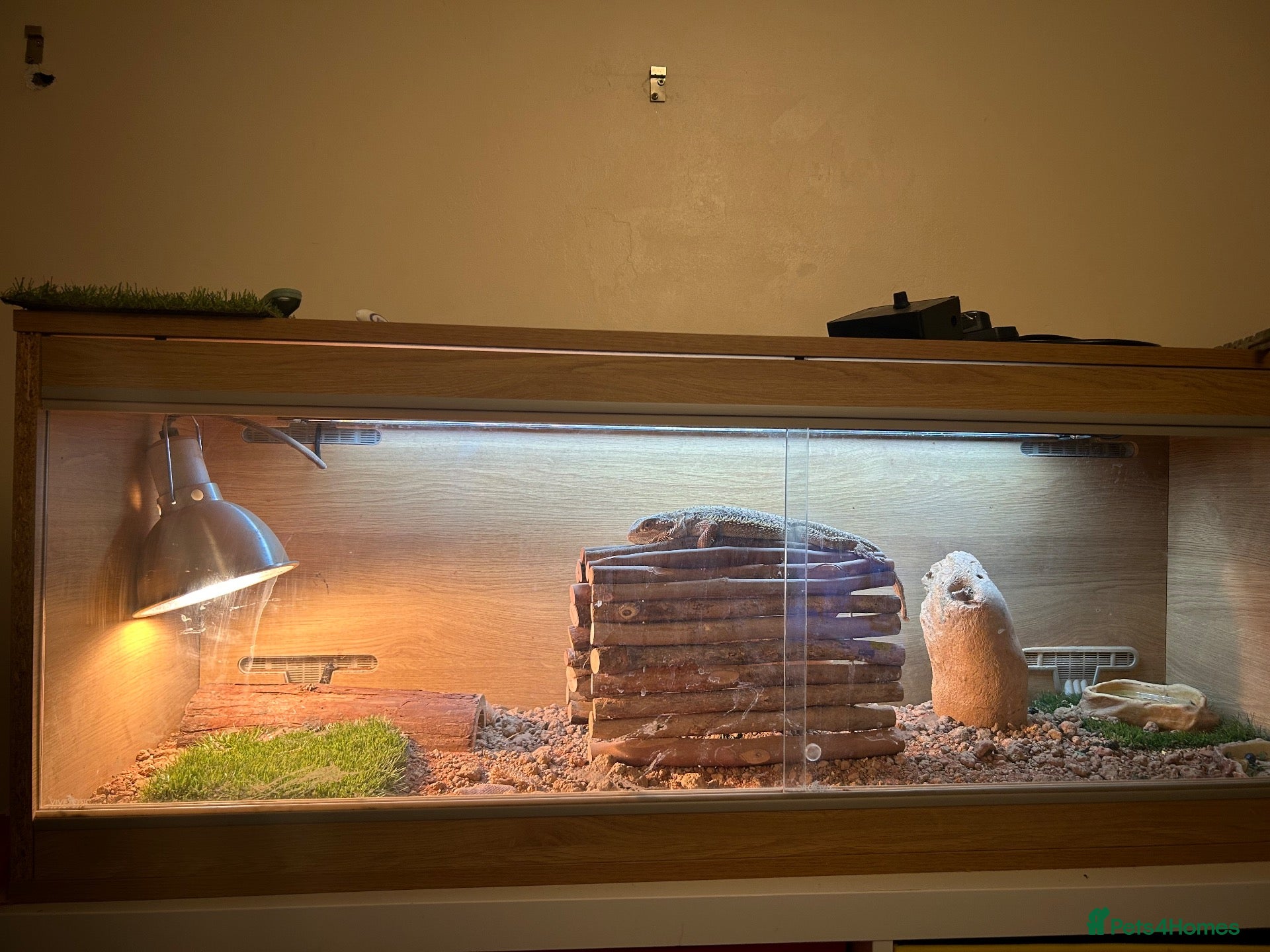 Bearded Dragon reptiles Male Bearded Dragon for sale  - Advert 4
