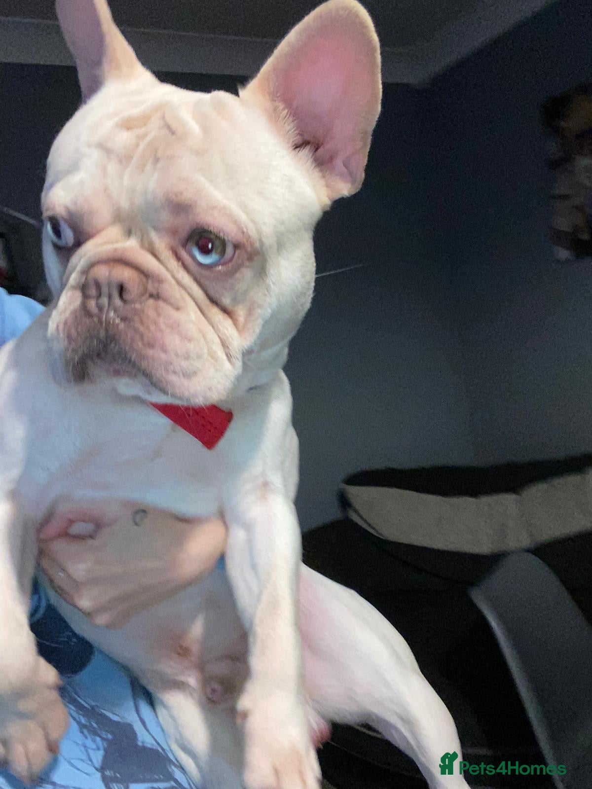 French Bulldog dogs Platinum boy frenchie - Advert 1