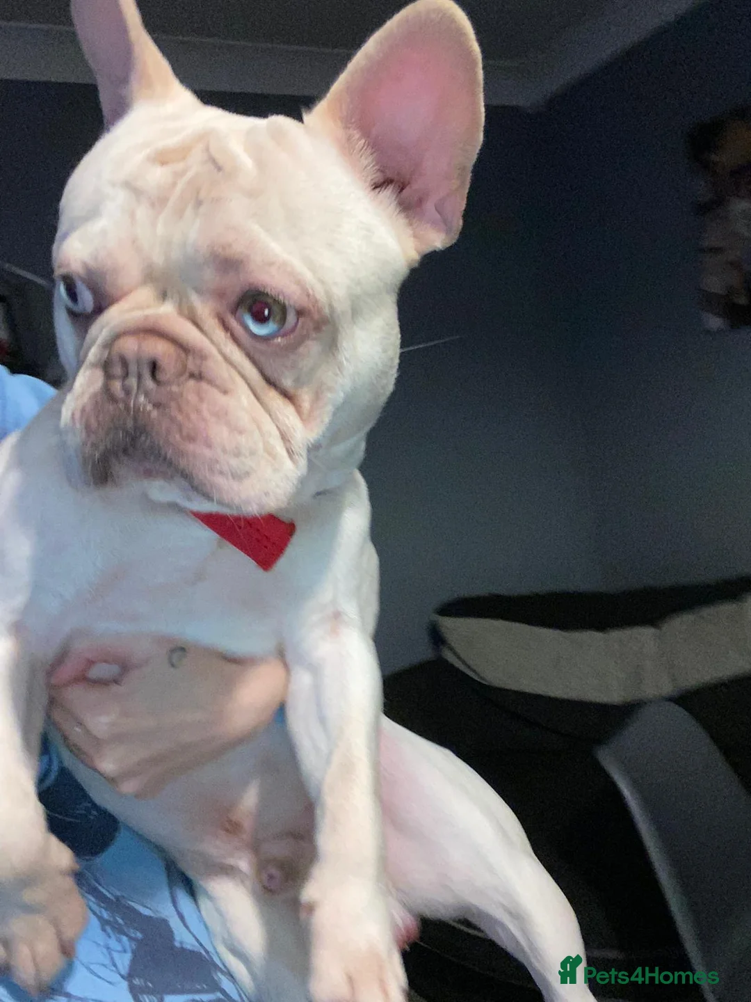 French Bulldog dogs for sale: Platinum boy frenchie - Advert 1