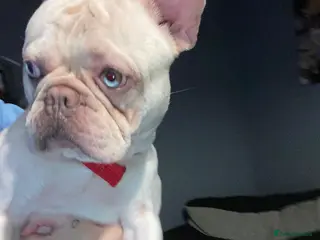 French Bulldog dogs Platinum boy frenchie - Advert 1