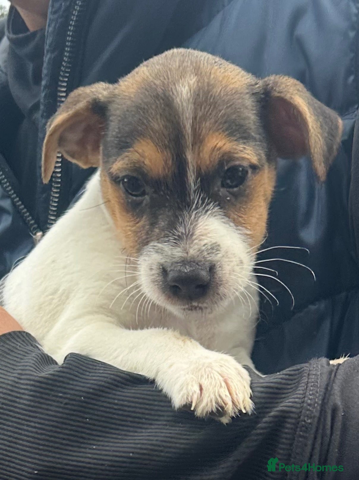 Jack Russell dogs Fantastic litter of Jack Russell  - Advert 2
