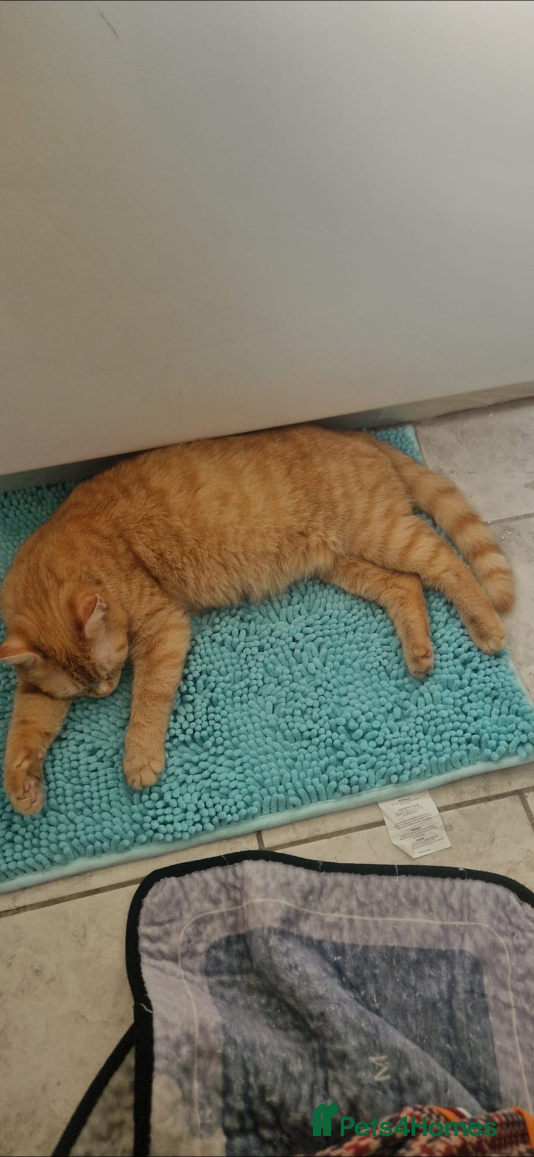 Mixed Breed cats for sale: 4 little kittens ( 3 ginger males+1 calico girl) - Image 2