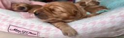 Golden Retriever dogs for sale: KC Golden Retrievers - Health Tested & Home Raised in Trowbridge - Advert 15