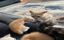 Mixed Breed cats for sale: British mixed breed - Image 10