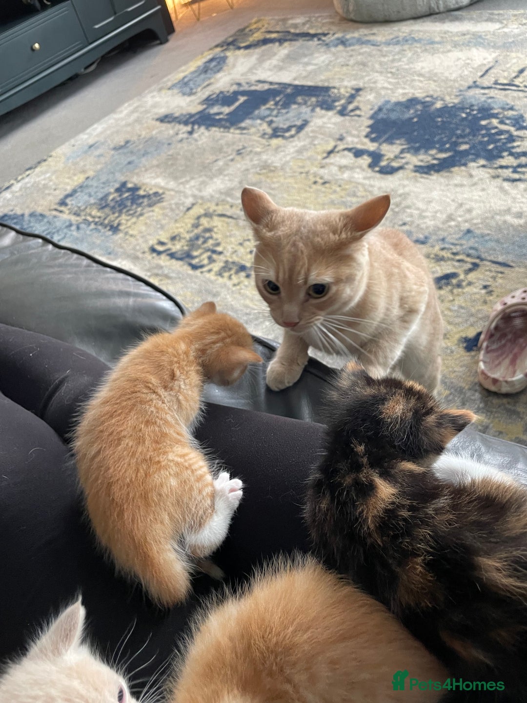 Mixed Breed cats for sale: British mixed breed - Image 10