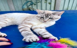 Keetso cats for sale: Gorgeous keetso female  - Image 25