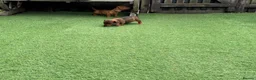Miniature Dachshund dogs for sale: Miniature Daschund  - Advert 33