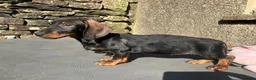 Dachshund dogs for sale: Wirehaired Dachshund Teckel KC registered puppies  - Advert 34