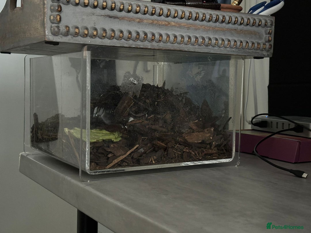 Millipedes invertebrates for sale: Giant african millipede with enclosure  - Image 5