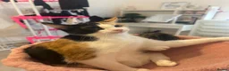 Mixed Breed cats for sale: 2 Kittens  in Sale - Advert 4