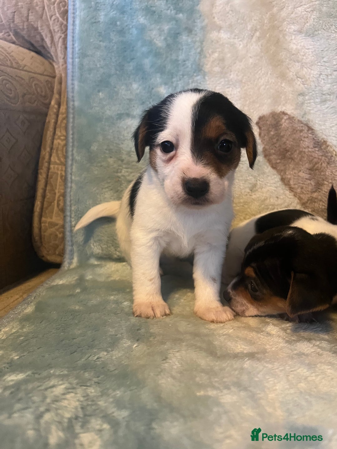 Jack Russell dogs for sale: 6 stunning jackruseel puppues - Advert 5