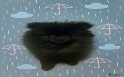 Pomeranian dogs for sale: TINY BLACK POMERANIAN PUPPIES ALERT - Image 14