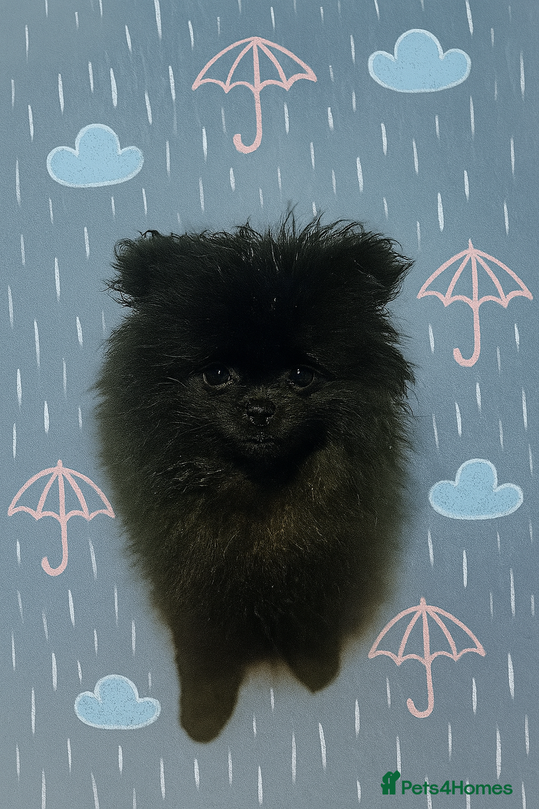 Pomeranian dogs for sale: TINY BLACK POMERANIAN PUPPIES ALERT - Image 14