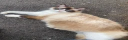 Ragdoll cats for sale: Ragdoll Boy - Advert 4