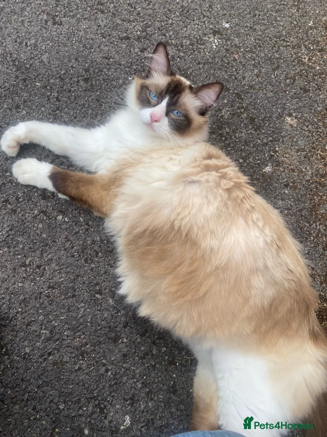 Ragdoll cats for sale: Ragdoll Boy - Advert 4