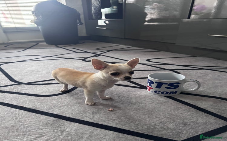 Chihuahua dogs - Advert 11