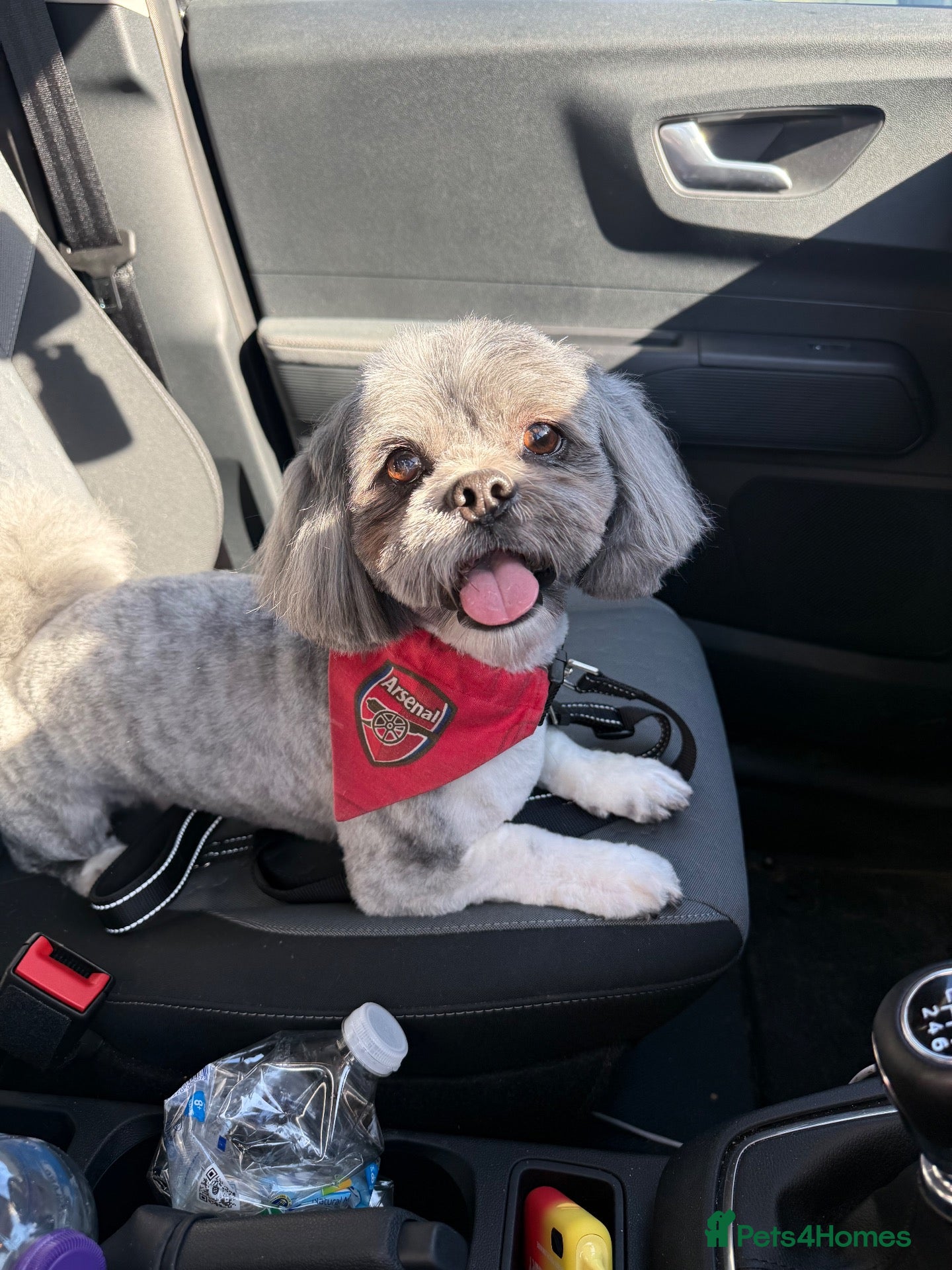 Lhasa Apso dogs Our pedigree boy Kinzo is available for stud - Advert 2