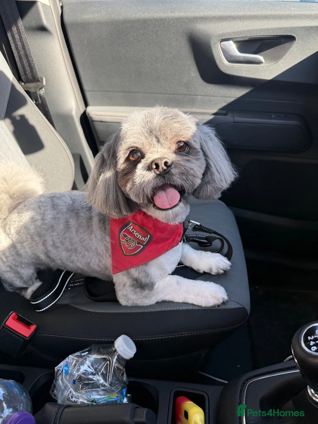 Lhasa Apso dogs for stud: Our pedigree boy Kinzo is available for stud - Advert 1