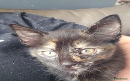 Mixed Breed cats for sale: Mixed breed kittens  - Image 5