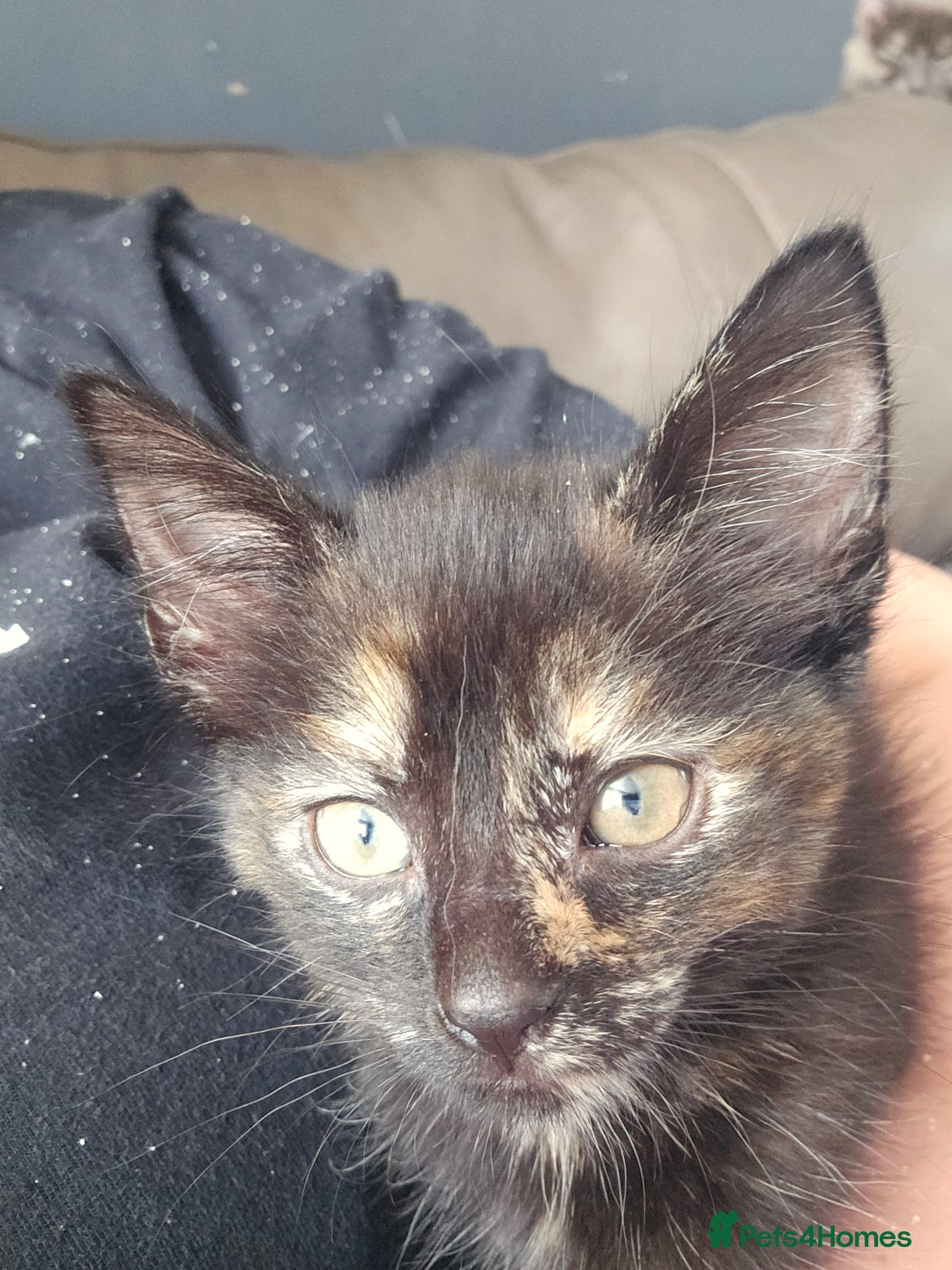 Mixed Breed cats for sale: Mixed breed kittens  - Image 5
