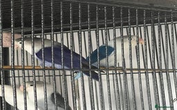 Lovebirds birds for sale: lovebird - Image 1