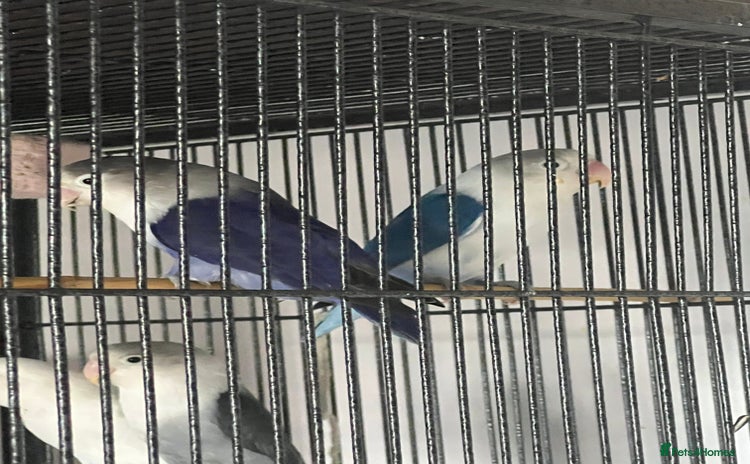 Lovebirds birds - Advert 5