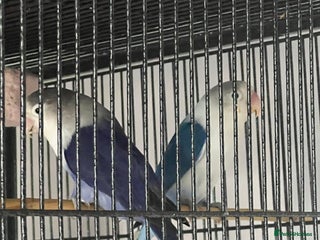 Lovebirds birds - Advert 12