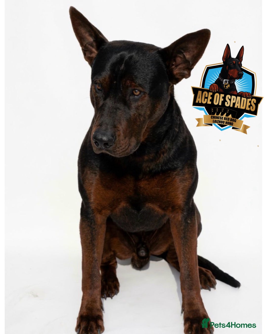 Chinese Red Dog dogs Stunning (Laizhou hong) Chinese red dog puppies  - Advert 2