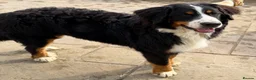 Bernese Mountain Dog dogs for sale: 💙🩵Beautiful 8 month old BMD boy💙🩵  - Advert 3