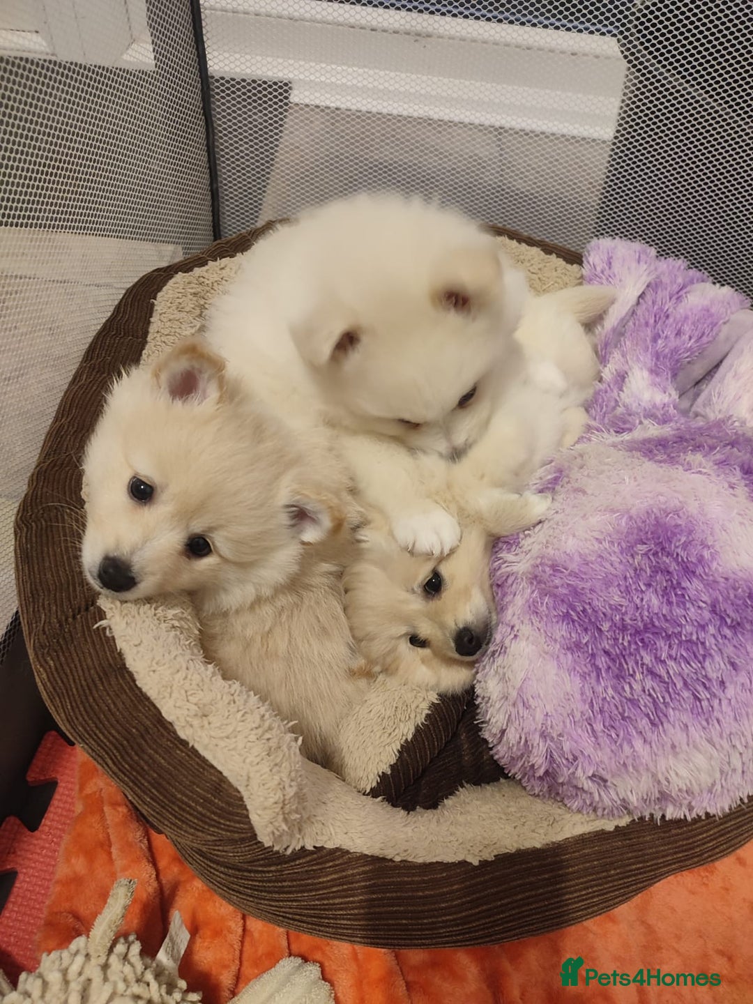 German Spitz dogs for sale: Unique female Spitz puppy available now - Advert 19