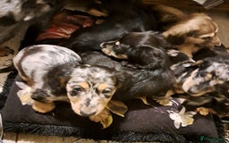 Miniature Dachshund dogs for sale: Just a boy longer coated, healthy Mini Dachshund - Image 6